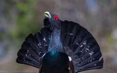 My Tryst With a Capercaillie