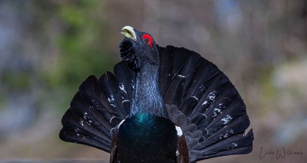 My Tryst With a Capercaillie