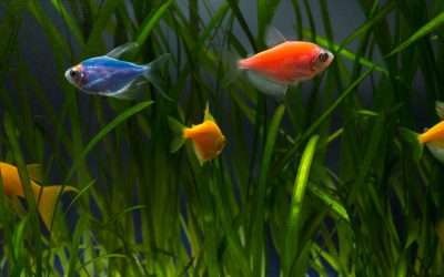 Red flag – Glofish