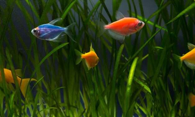 Red flag – Glofish