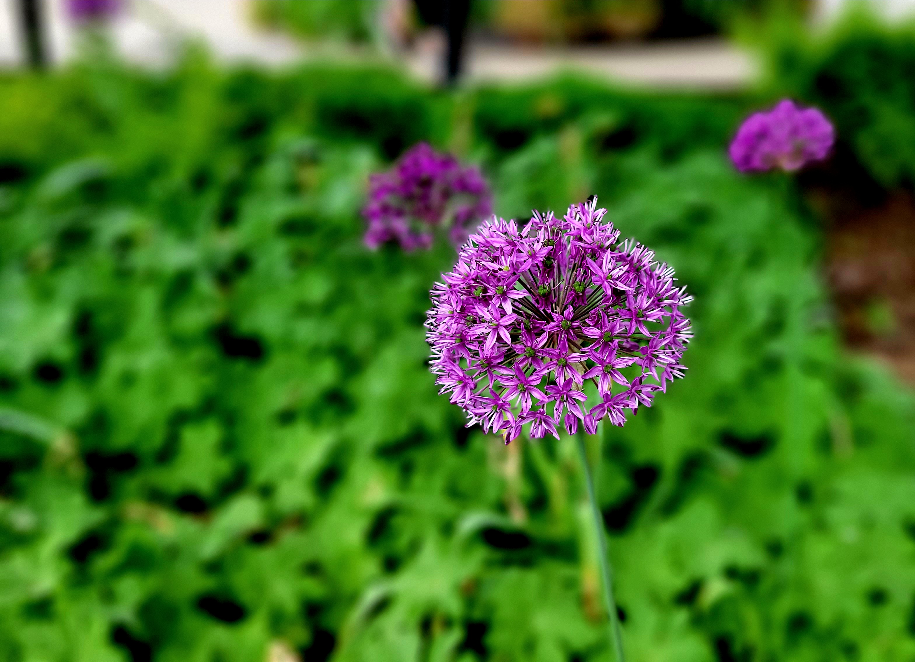 Purple flower