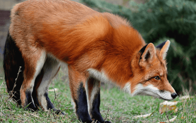 In an Uncertain World, Be a Fox to Innovate and Thrive