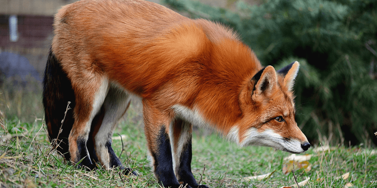 In an Uncertain World, Be a Fox to Innovate and Thrive