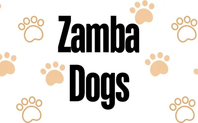 Zamba Dogs – A Missed Opportunity