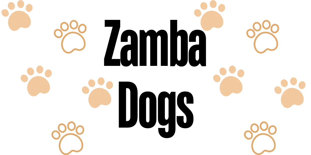 Zamba Dogs – A Missed Opportunity